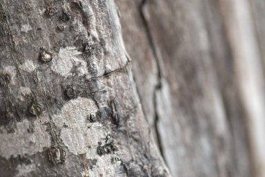 Soyut ağaç kabuğu doku arka kapatmak. Seçici odak