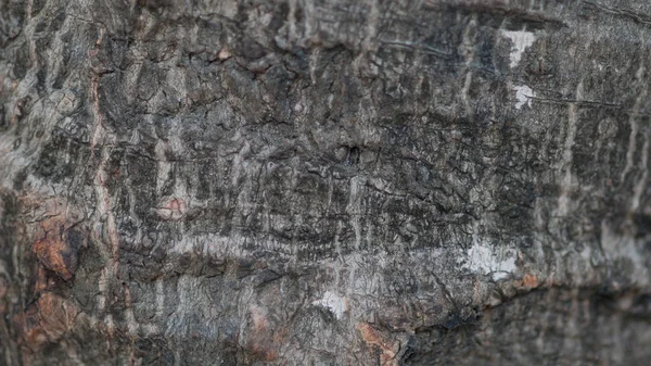 Soyut Ağaç Kabuğu Doku Arka Kapatmak Seçici Odak — Stok fotoğraf