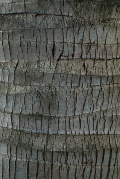 Close Abstract Tree Bark Texture Background Selective Focus — Stock Photo, Image