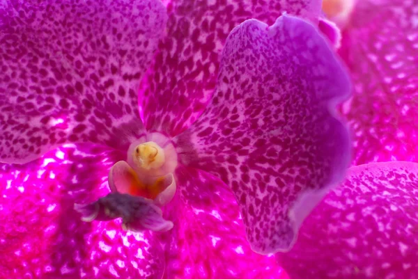Впритул Красива Квіткова Орхідея Саду Вибірковий Фокус — стокове фото