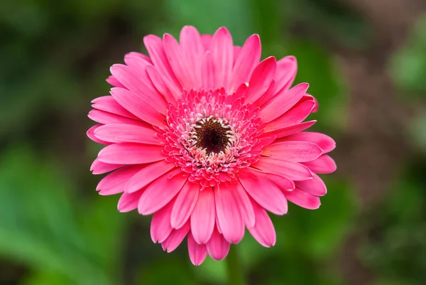 背景の緑の庭に美しいピンクのガーベラの花のクローズ アップ — ストック写真