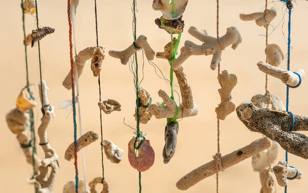 Vintage sea sponge and exotic shells hanging on the rope. Close up