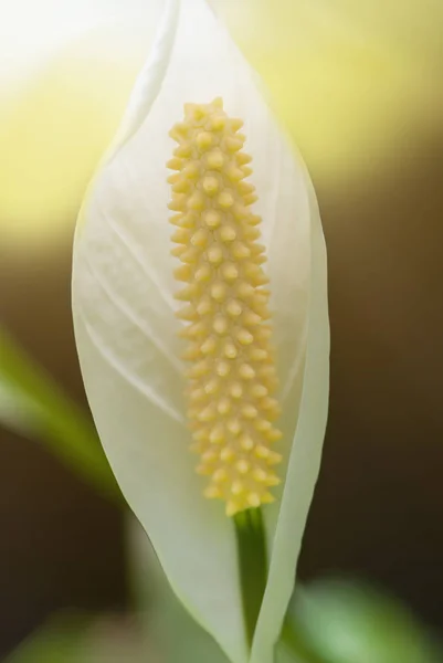 Photo Exotic Tropical White Anthurium Flamingo Flower Nature Garden Close — Stock Photo, Image