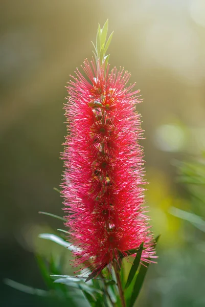 Kırmızı Callistemon Çiçek Bali Endonezya Tropikal Bahçe Callistemon Bottlebrush Ağacı — Stok fotoğraf