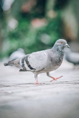 Güvercin sokağa ekmek yeme. Güzel güvercin. Hayvan zemin bakış açısından görüntüleme