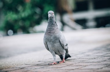 Güvercin sokağa ekmek yeme. Güzel güvercin. Hayvan zemin bakış açısından görüntüleme
