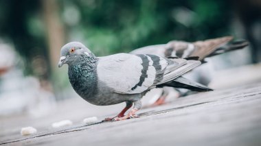 Güvercin sokağa ekmek yeme. Güzel güvercin. Hayvan zemin bakış açısından görüntüleme