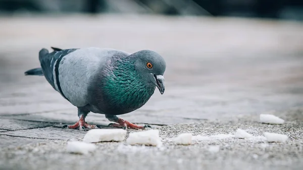 ハトの路上でパンを食べるします 美しい鳩 動物の床の視点からの眺め — ストック写真