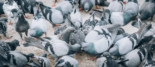 路上でパンを食べる鳩の群れ 鳩群衆の束 動物の床の視点からの眺め — ストック写真