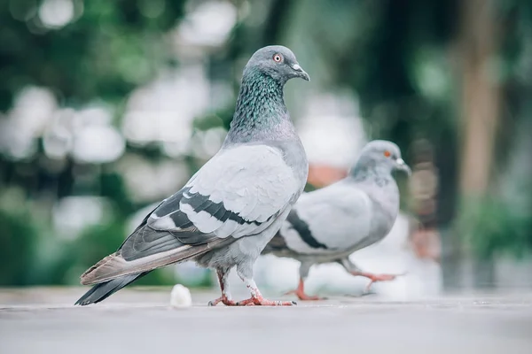 ハトの路上でパンを食べるします 美しい鳩 動物の床の視点からの眺め — ストック写真