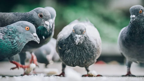 Sokakta Ekmek Yeme Güvercinler Sürüsü Güvercin Kalabalık Grup Hayvan Zemin — Stok fotoğraf