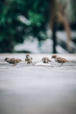Sokakta ekmek kırıntıları yeme serçeler sürüsü. Hayvan zemin bakış açısından görüntüleme