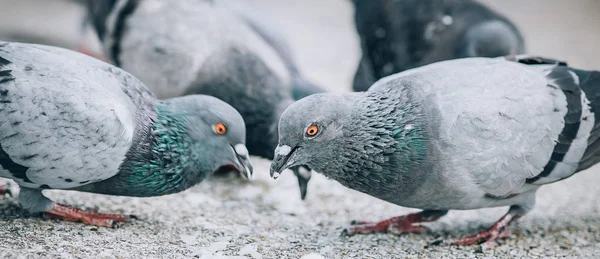 Troupeau Pigeons Mangeant Pain Dans Rue Foule Colombes Vue Sol — Photo