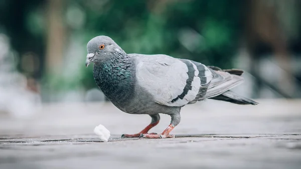 Tauben Die Auf Der Straße Brot Essen Schöne Taube Blick — Stockfoto