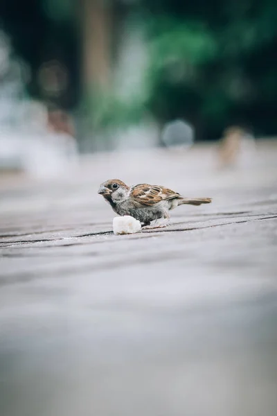 Sperling Frisst Semmelbrösel Auf Der Straße Blick Aus Der Perspektive — Stockfoto