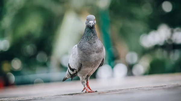 鸽子在街上吃面包 漂亮的鸽子从动物地板角度看 — 图库照片