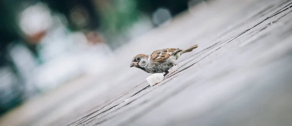 麻雀在街上吃面包屑 从动物地板角度看 — 图库照片