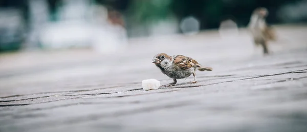 Sparrow Jíst Chléb Drobky Ulici Pohled Perspektivy Zvířat Podlahy — Stock fotografie