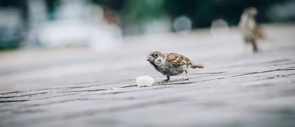 路上でパンくずを食べるスズメ 動物の床の視点からの眺め — ストック写真