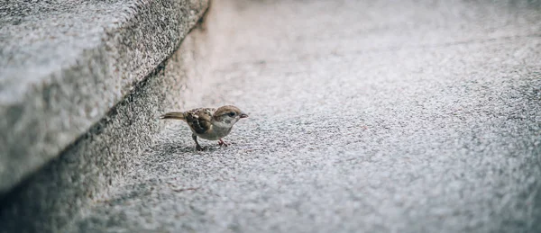 Sparrow Které Jsou Běžné Městě Ulici Pohled Perspektivy Zvířat Podlahy — Stock fotografie