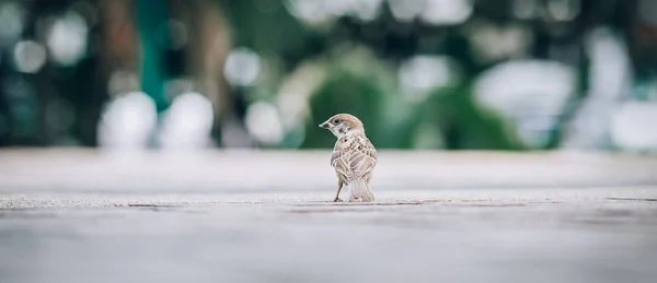 Sparrow Ordinary City Street View Animal Floor Perspective — Stock Photo, Image