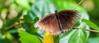 Bitki üzerinde oturan güzel kahverengi kelebek arka plan bulanık. Uzay kopyalayın. Yakın çekim