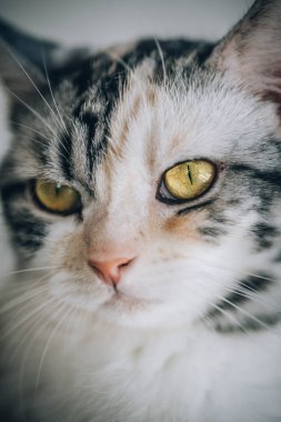 Güzel sarı gözlü çizgili kedi portresi. Makro fotoğrafçılık