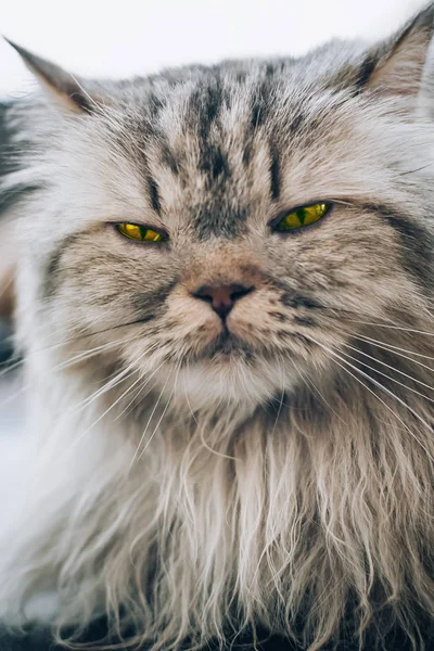 Retrato Hermoso Gato Persa Con Piel Larga Macro Fotografía —  Fotos de Stock