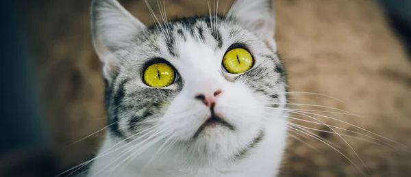 Retrato Del Gato Rayado Con Hermosos Ojos Ámbar Macro Fotografía —  Fotos de Stock