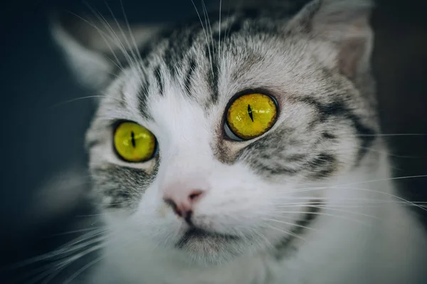 Retrato Del Gato Rayado Con Hermosos Ojos Ámbar Macro Fotografía —  Fotos de Stock