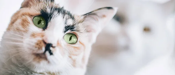 Retrato Del Gato Rayado Con Hermosos Ojos Verdes Macro Fotografía —  Fotos de Stock