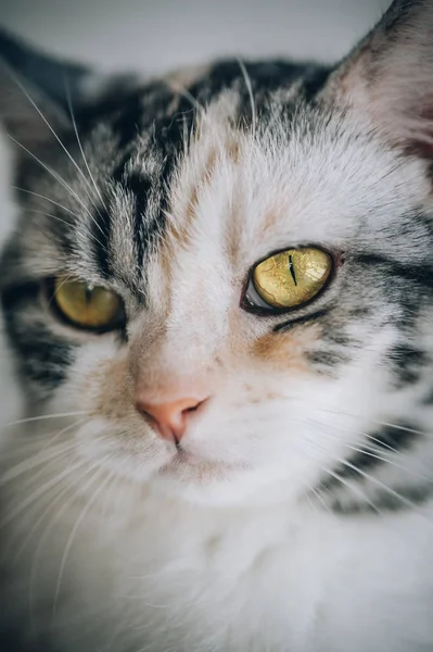 Porträtt Randiga Katten Med Vackra Bärnstensfärgade Ögon Makrofotografering — Stockfoto