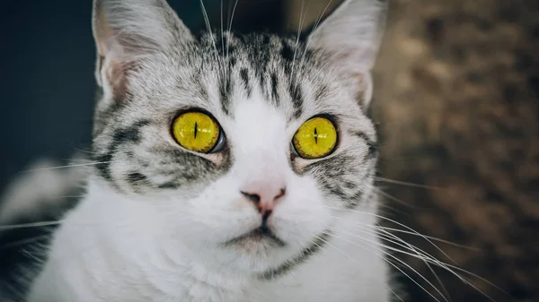 Retrato Gato Listrado Com Belos Olhos Âmbar Fotografia Macro — Fotografia de Stock