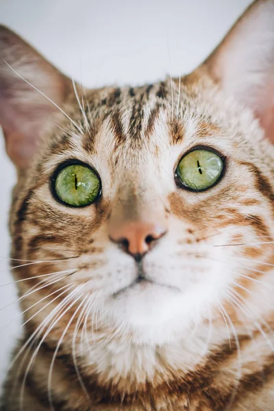 Retrato Del Gato Rayado Con Hermosos Ojos Verdes Macro Fotografía —  Fotos de Stock