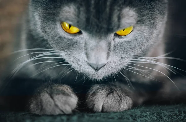 Retrato Del Gato Rayado Con Hermosos Ojos Ámbar Macro Fotografía —  Fotos de Stock