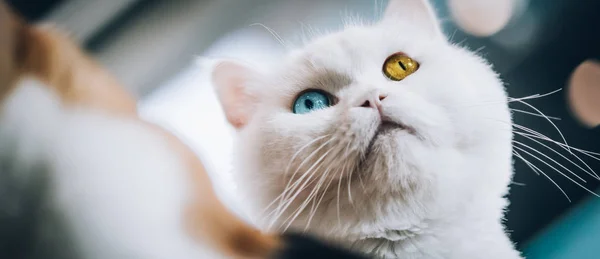 Gato Blanco Puro Con Ojo Azul Ojo Ámbar Macro Fotografía —  Fotos de Stock