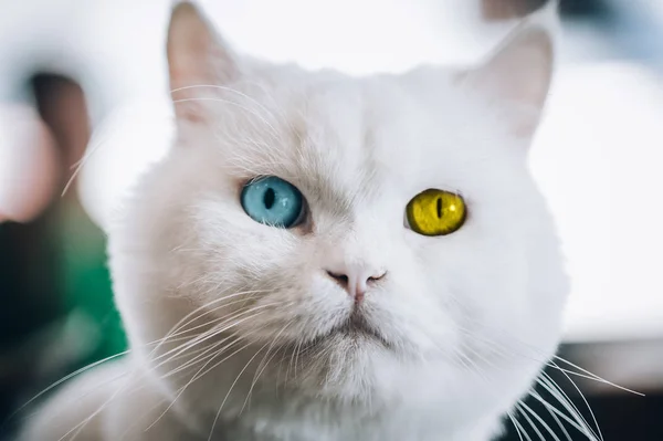 Gato Branco Puro Com Olho Azul Âmbar Fotografia Macro — Fotografia de Stock