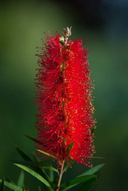 Kırmızı Callistemon çiçek Bali, Endonezya tropikal bahçe. Callistemon Bottlebrush ağacı çiçek. Callistemon egzotik bitki
