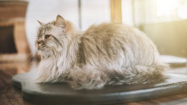 Güzel Farsça kedi kedi kafede dinlendirici. Chiang Mai, Tayland