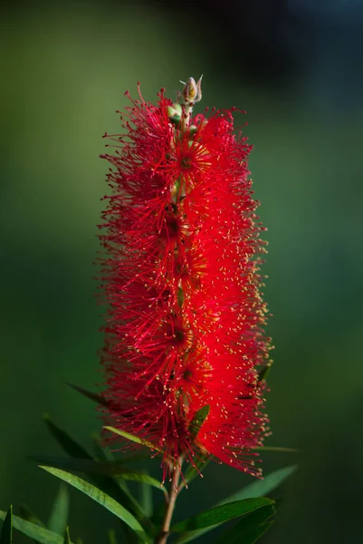 Trópusi Kert Bali Indonézia Callistemon Piros Virágok Callistemon Kannamosófű Tree — Stock Fotó