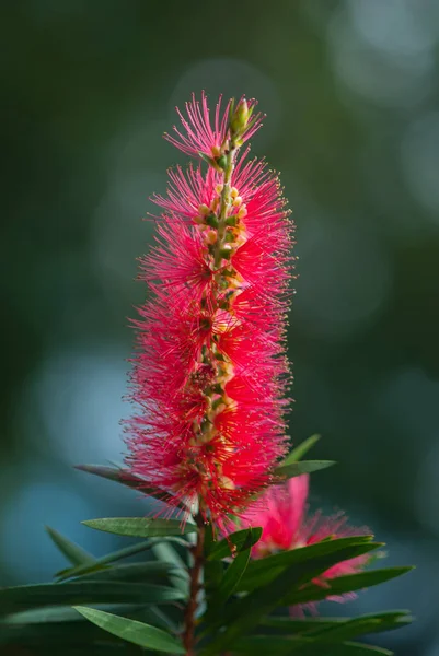 Kırmızı Callistemon Çiçek Bali Endonezya Tropikal Bahçe Callistemon Bottlebrush Ağacı — Stok fotoğraf