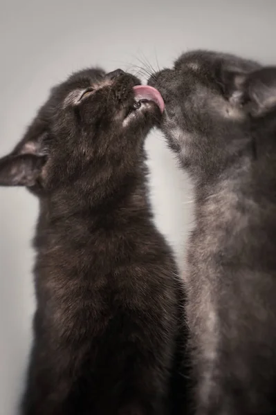 Dois Gatos Lambendo Outro Café Gato Chiang Mai Tailândia — Fotografia de Stock