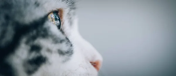Близько Красивих Котячих Очей Вибірковий Фокус — стокове фото