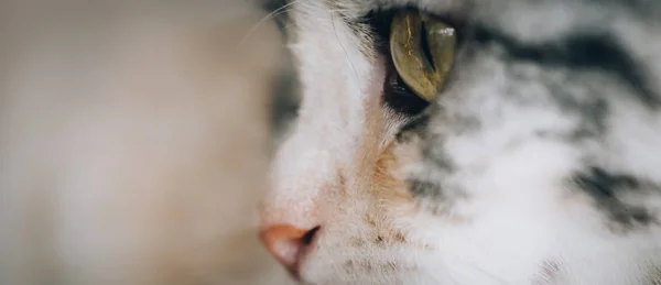 Близько Красивих Котячих Очей Вибірковий Фокус — стокове фото
