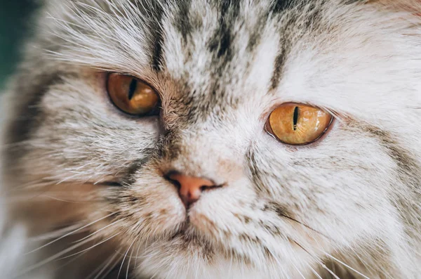 闭上美丽的猫眼 选择性聚焦 — 图库照片