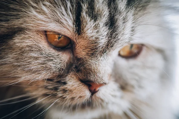 Gros Plan Beaux Yeux Chat Concentration Sélective — Photo