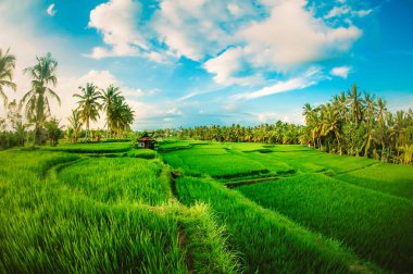 Yeşil teraslı pirinç alan. Güzel doğa manzara arka plan mavi gökyüzü ile. Ubud. Bali, Endonezya