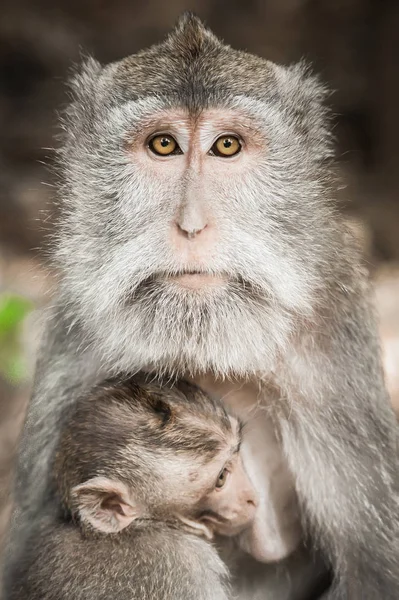 巴厘岛 Macague 猴子在圣猴森林喂养她的孩子 巴厘岛 印度尼西亚 — 图库照片