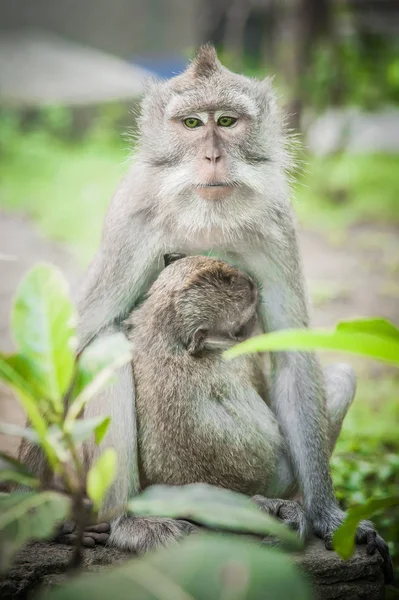 Балійском Macague Мавп Своєю Дитиною Священний Monkey Forest Ubud Балі — стокове фото