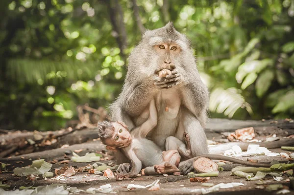 巴厘岛 Macague 猴子与她的孩子在神圣的猴子森林 巴厘岛 印度尼西亚 — 图库照片